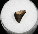 Tyrannosaurid Tooth Tip - Montana #9990-1